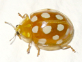 Halyzia sedecimguttata